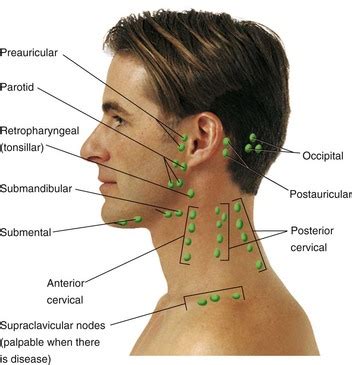 Lymphatic System | Basicmedical Key