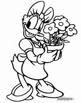 Daisy Duck Coloring Pages Free sketch template