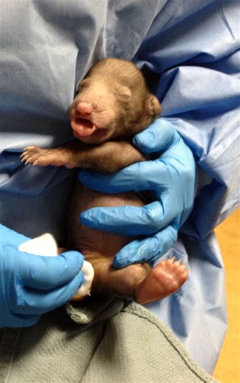 Sloth Bear Cub Gets TLC 24/7 at National Zoo - ZooBorns