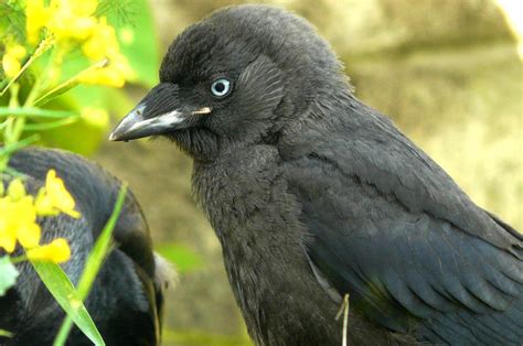 Birding On Wheels: Jackdaw fledgling