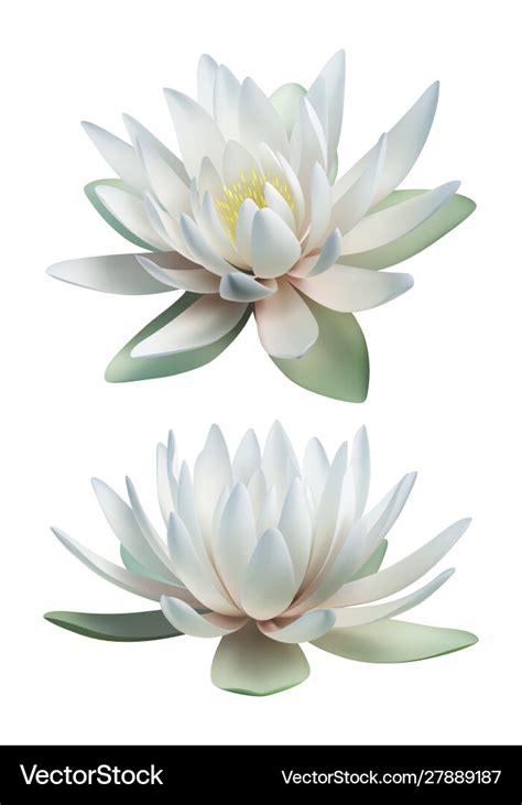 White lotus isolated on background Royalty Free Vector Image