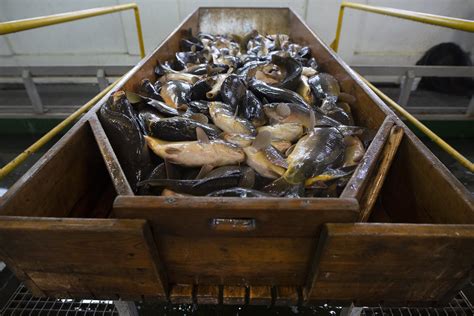 Carp breeding ponds and harvesting. | Andrew Skowron | Flickr