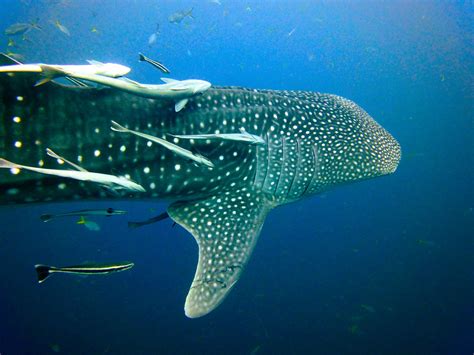 Whale Shark | Koh Tao, Thailand | Johannes Zielcke | Flickr