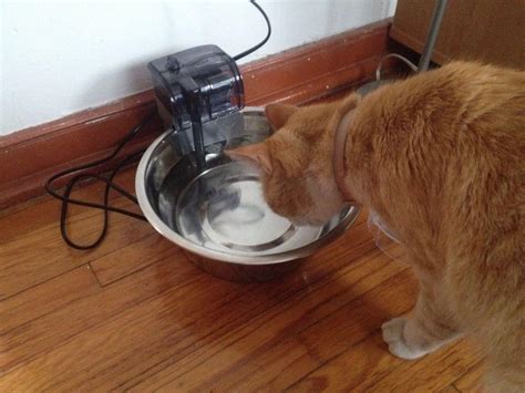 Bubbler Water Fountain for Cats