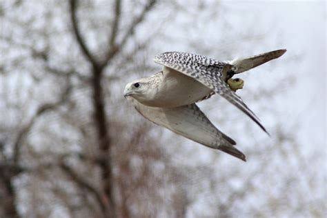 Gyrfalcon white morph 5 | Matthew Pendleton | Flickr