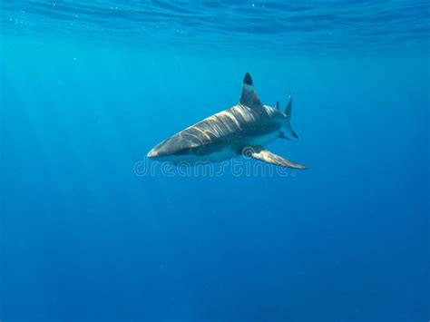 Blacktip Reef Shark in Moorea, French Polynesia Stock Photo - Image of ...