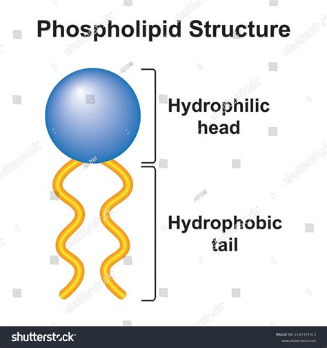 Phospholipid Molecule Structure Hydrophilic Head Hydrophobic Stock ...