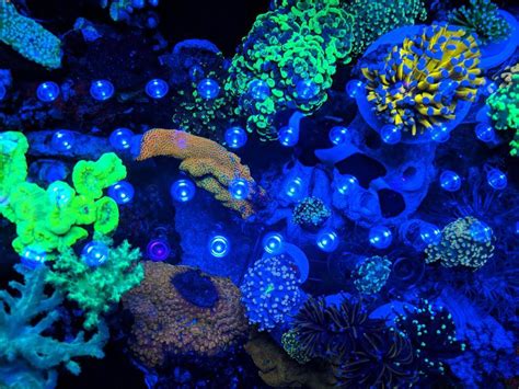 120g Euphyllia tank | REEF2REEF Saltwater and Reef Aquarium Forum