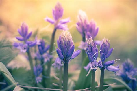 Lavender flowers | Simon Flint | Flickr