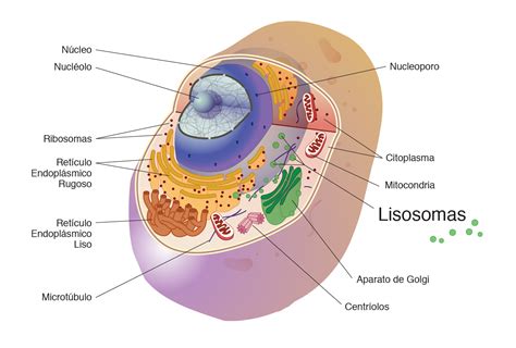 Lisosomas - Mind Map