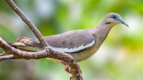 7 Types Of Doves & How To Identify Each - SongbirdHub