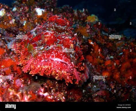 scorpion fish camouflage animal Stock Photo - Alamy