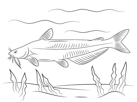 Blue Catfish Coloring Page - Free Printable Coloring Pages for Kids