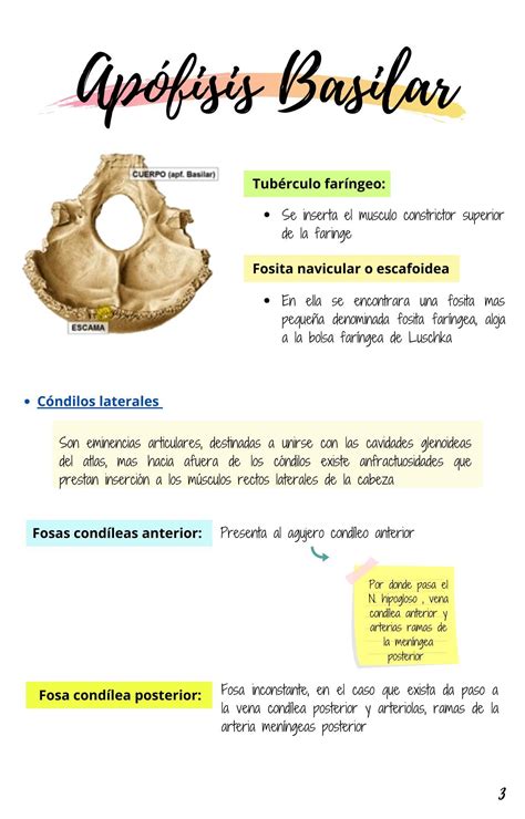 Hueso Occipital y Etmoides | uDocz | Anatomy, Med