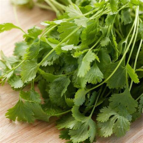 Coriander Varieties | Seeds and Plants