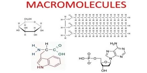 Macromolecule - Assignment Point