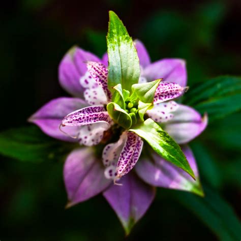 Spotted Bee Balm (Monarda punctata) Perennial - Annie's Heirloom Seeds