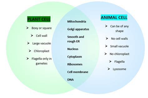 Animal cell v/s Plant cells — Regeneration biology | by Regenerationbiology | Medium