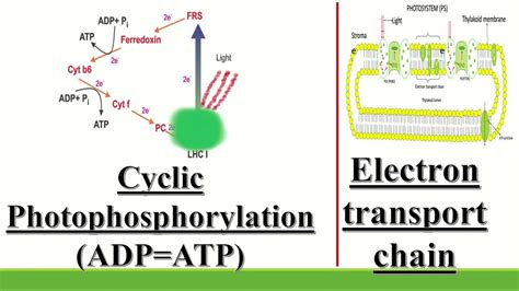 CYCLIC PHOTOPHOSPHORYLATION & ELECTRON TRANSPORT CHAIN - YouTube