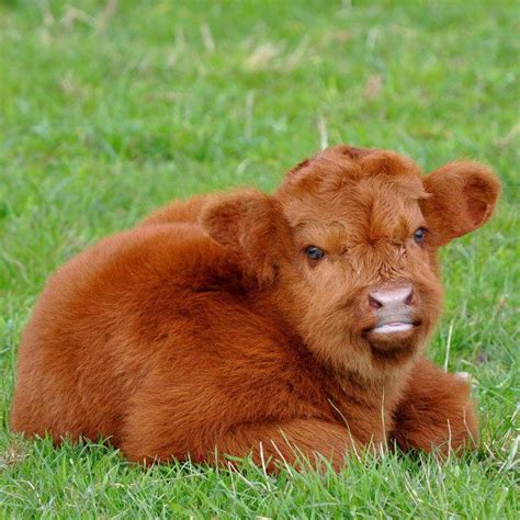 This fluffy little calf... or is it a teddy bear in disguise? | Fluffy ...