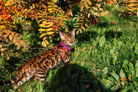 Cats That Look Like Tigers: 7 Breeds Revealed!