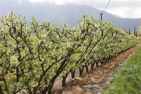 How should you prune an old almond tree - DIY Gardens