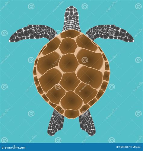 Turtle top view stock vector. Illustration of blue, nature - 95743967