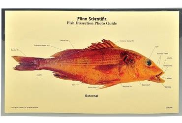 Fish Dissection Photo Guide, Pkg. of 5