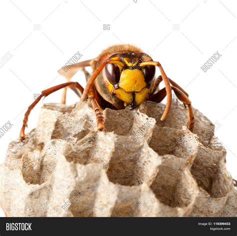 Hornets Nest Image & Photo (Free Trial) | Bigstock