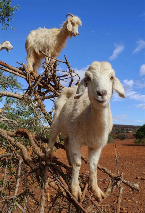 Tree Climbing Goats of Morocco | Amusing Planet