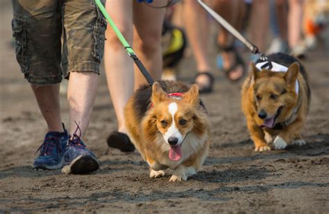 Photos: The first annual Corgi Races are here!!! | Seattle Refined