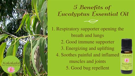 Eucalyptus Globulus: 5 Benefits | Essential oil shop, Eucalyptus essential oil, Diy essential ...