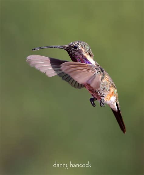 lucifer hummingbird - this is a male lucifer hummingbird photographed last summer in the ...