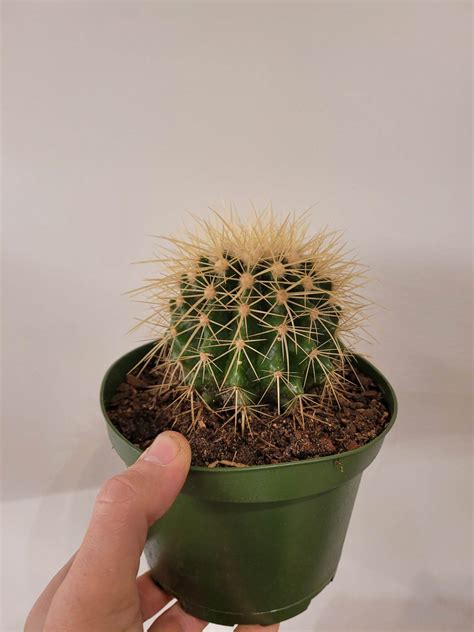 Golden Barrel Cactus - The Curious Plantaholic