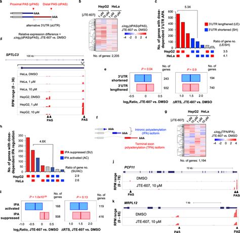 Widespread APA isoform changes in HeLa and HepG2 cells treated with... | Download Scientific Diagram