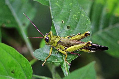 Grasshopper | Life Cycle + Facts + Habitat | - Science4Fun