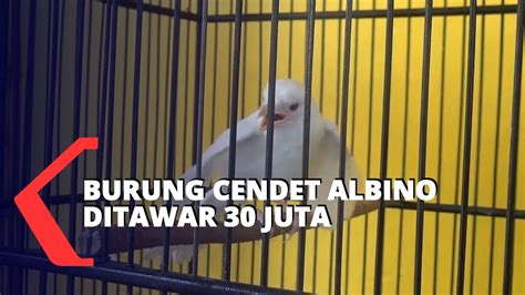 Ketiban Rezeki, Petani Temukan Burung Cendet Albino Seharga 30 Juta ...