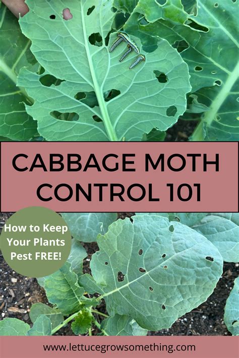 Cabbage Moth Control 101: How to Keep Your Plants Pest-free - Lettuce ...