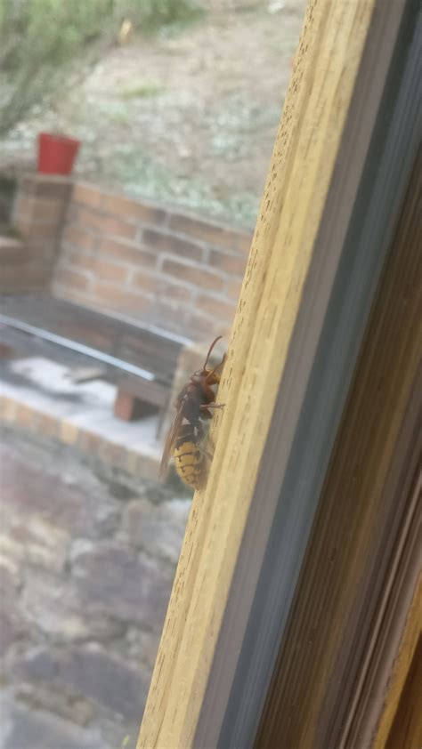 species identification - Need help identifying this wasp/hornet ...