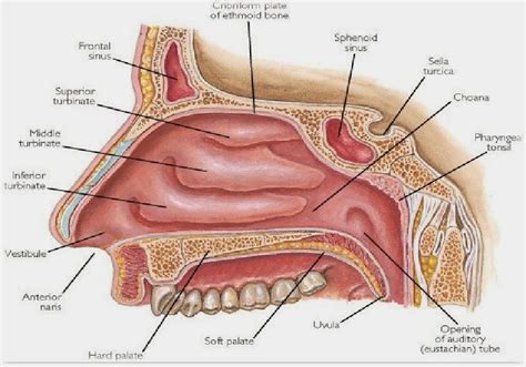 Anatomi dan Fisiologi Hidung dan Sinus Paranasalis | Artikel Kesehatan