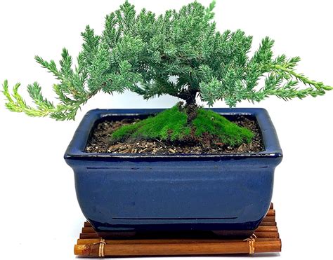 Amazon.com: Live Dwarf Juniper Bonsai Tree | Indoor/Outdoor | 100% ...