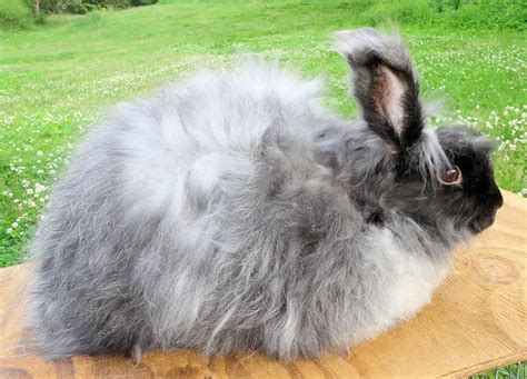 Angora Rabbits