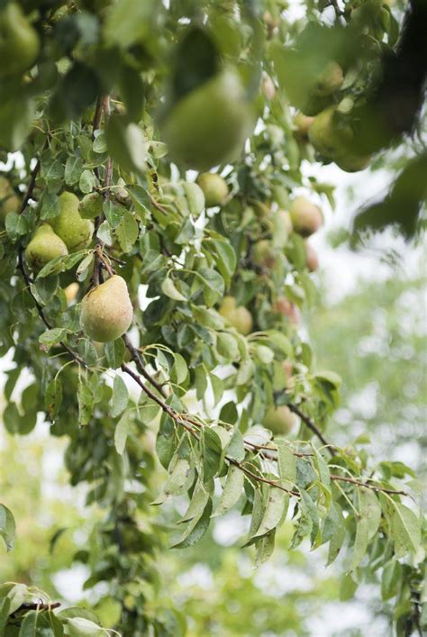 Pruning A Pear Tree: Tips For Trimming Pear Trees | Gardening Know How