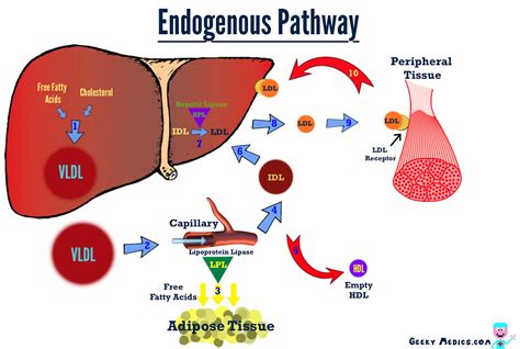 Be healthy by plants and common sense: it's possible: No life without Cholesterol!