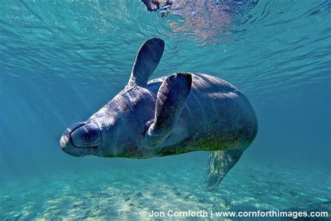 West Indian Manatee, Crystal River, Florida (photography by Jon Cornforth) | Manatee, Water ...