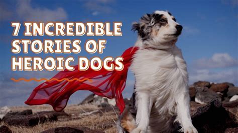 Hero Dogs Stories - 7 Incredible Stories of Heroic Dogs