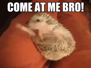 Discover & Share this Hedgehog GIF with everyone you know. GIPHY is how you search, share ...