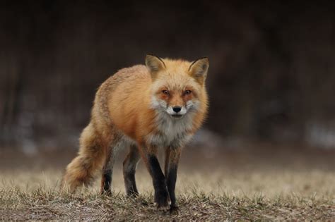 Sierra Nevada Red Fox to be Listed Under Protection of Endangered ...