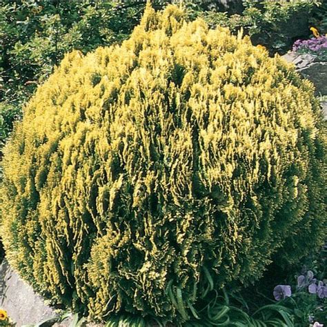 Golden Globe Arborvitae Accent Shrub in Pot (With Soil) (L3952) in the Shrubs department at ...