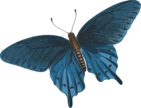 Butterfly PNG image